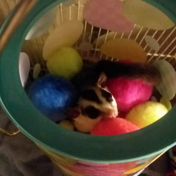 Meet your Posher, Susan - Picture 1 of 1